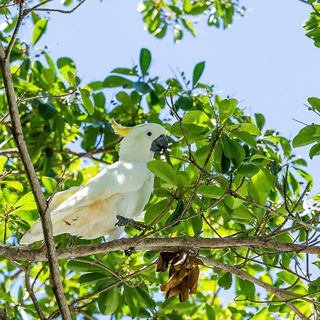 Kipara Tropical Rainforest Retreat Airlie Beach Eksteriør bilde