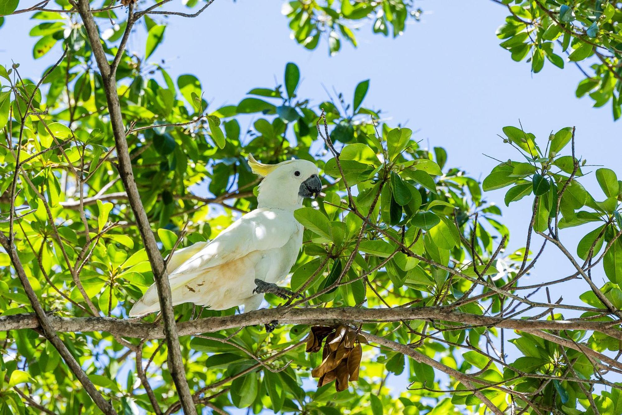 Kipara Tropical Rainforest Retreat Airlie Beach Eksteriør bilde