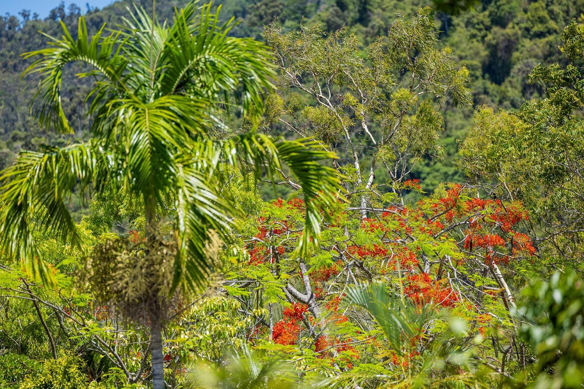 Kipara Tropical Rainforest Retreat Airlie Beach Eksteriør bilde